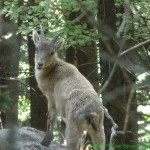 201405_nature_Autriche_S4310161